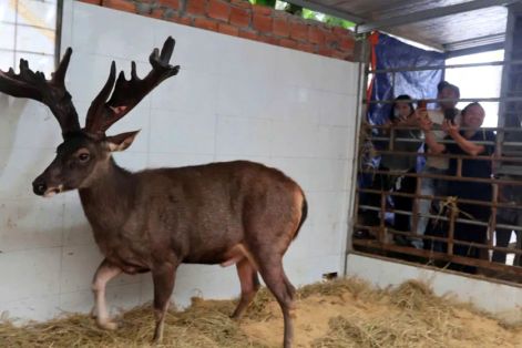 Xuất hiện cặp nhung nai "siêu khủng" trị giá hàng trăm triệu đồng