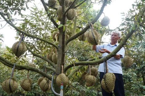 Xuất khẩu rau quả mang về 500 triệu USD mỗi tháng