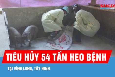 3 tháng, tiêu hủy 54 tấn heo bệnh tại Vĩnh Long, Tây Ninh