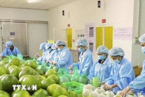 Số hóa 'lý lịch' nông sản để thâm nhập những thị trường khó tính