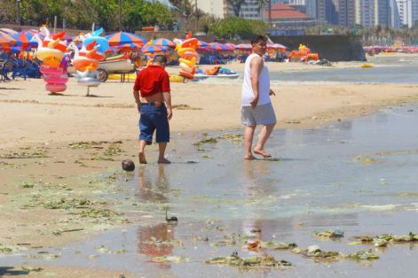 Tảo biển bủa vây nhiều bãi biển ở phía Đông TPHCM 