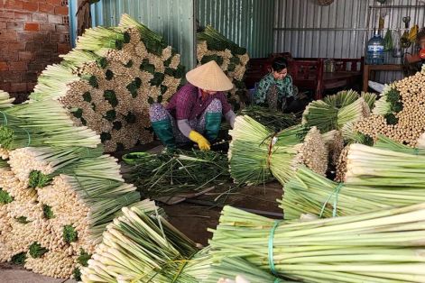 Đồng Tháp: Giá chanh, sả tăng mạnh, nông dân phấn khởi vào vụ