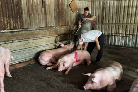 TPHCM: Phát hiện các vụ vận chuyển, giết mổ gia cầm, gia súc bị nhiễm bệnh