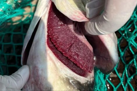 Nguyên nhân cá bớp chết hàng loạt tại đặc khu Lý Sơn