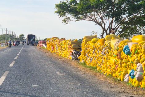 Doanh nghiệp thu mua lúa gạo ở Cần Thơ vẫn khó tiếp cận vốn vay