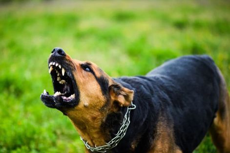 Đã có 3 người tử vong do bệnh dại, HCDC ra thông báo khẩn