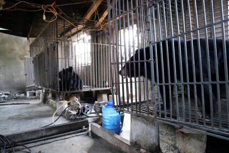 Cứu hộ thành công 2 cá thể gấu ngựa ở Nghệ An 