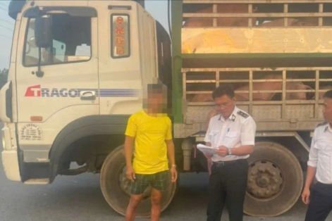 Kiểm tra đột xuất xe vận chuyển động vật, sản phẩm động vật