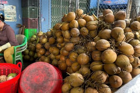 ĐBSCL: Giá dừa tươi tăng cao, nguồn cung thiếu hụt