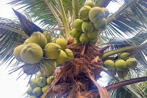 Giá dừa tươi tại ĐBSCL tăng chưa từng có