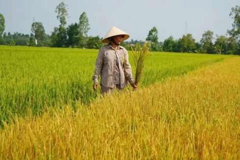 Hơn 22.000m2 lúa trổ bông, chết bất thường tại Đồng Tháp