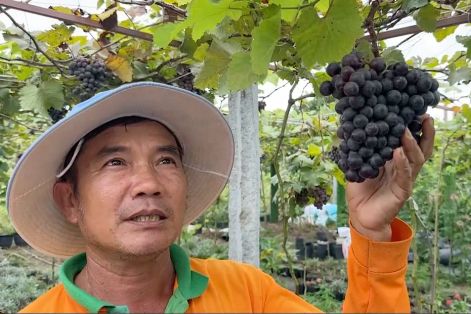 Khám phá vườn nho trĩu quả ở làng hoa Sa Đéc 