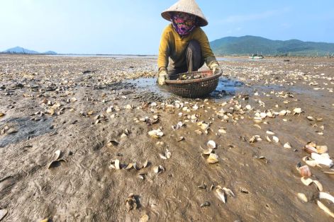Hà Tĩnh: Nghêu chết nổi trắng bãi triều