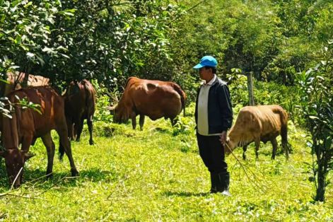 Chăn bò bằng... GPS