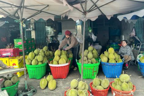 Đồng Tháp siết truy xuất nguồn gốc sầu riêng xuất khẩu