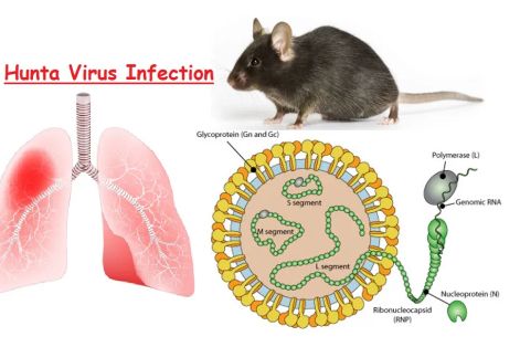 Việt Nam chưa ghi nhận ca mắc virus Hanta
