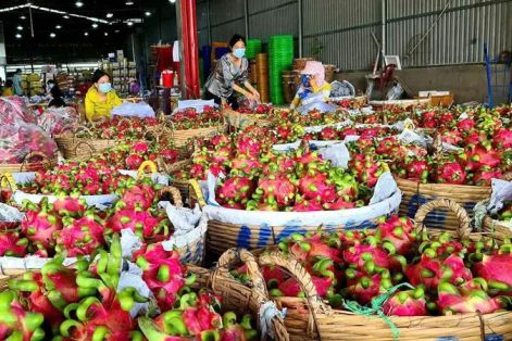 Giá thanh long giảm sâu đẩy nhiều nhà vườn thua lỗ