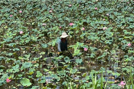 Nông dân Đồng Tháp làm giàu bền vững từ cây sen