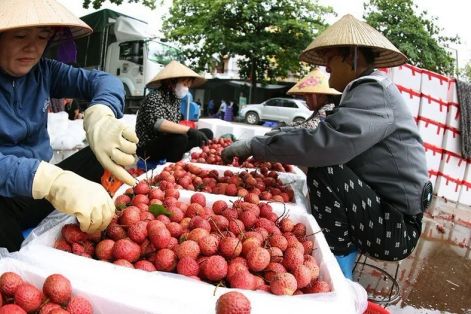 Bắc Ninh tiêu thụ hơn 4.000 tấn vải thiều sớm