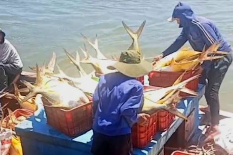 Hà Tĩnh: Ngư dân trúng đậm mẻ cá vàng dâng, thu 300 triệu đồng