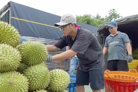 ĐBSCL: Giá sầu riêng tăng trở lại