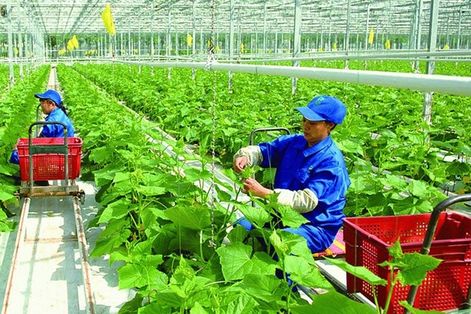 Chính phủ phê duyệt Chương trình phát triển kinh tế tập thể giai đoạn 2026-2030