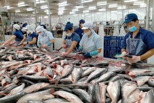 Tháng 1/2025, xuất khẩu cá tra giảm 19% so với cùng kỳ