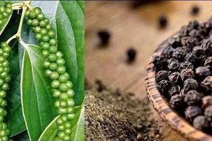 Ngành hồ tiêu hướng đến giá trị xuất khẩu 1,5 tỷ USD