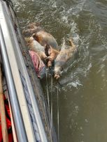 Bình Dương: Ngăn chặn hành vi vứt xác gia súc, gia cầm ra môi trường