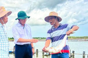 Lợi nhuận cao từ mô hình nuôi cá trong ao tôm