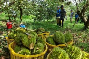 Xuất khẩu sầu riêng đông lạnh sang Trung Quốc tăng 3 lần