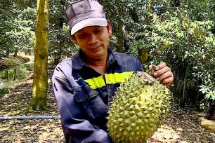 Nông dân trồng sầu riêng ở ĐBSCL: Lỗ vốn vẫn phải thu hoạch để vệ sinh vườn