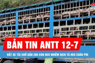 Bản tin ANTT 12-7: Bắt xe tải chở gần 200 con heo nhiễm dịch tả heo châu Phi
