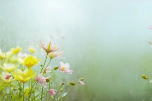 Mùa hè đọng lại…