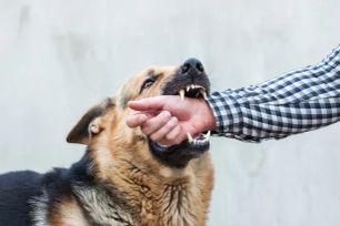 Một bé trai bị chó nhà tấn công
