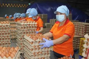 Đông Nam bộ: Giá trứng gà tăng cao 