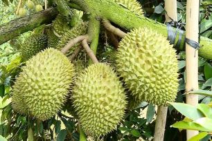 ĐBSCL: Trái cây đồng loạt tăng giá, nông dân phấn khởi
