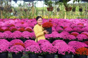Festival Hoa – Kiểng Sa Đéc 2025 sẽ trưng bày 1.000 giống hoa