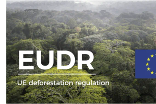 Châu Âu lại đề xuất hoãn áp dụng EUDR