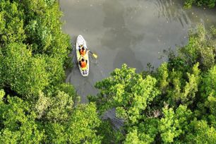 TP.HCM ph&#234; duyệt phương &#225;n quản l&#253; bền vững rừng ph&#242;ng hộ Cần Giờ đến năm 2030