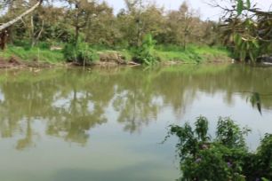 Hỗ trợ nông dân phục hồi cây trồng sau ngập úng