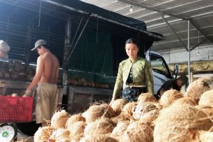 ĐBSCL: Giá dừa khô nguyên liệu giảm sâu, nông dân lao đao