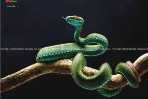 Ranh giới giữa sáng tạo và giả tạo