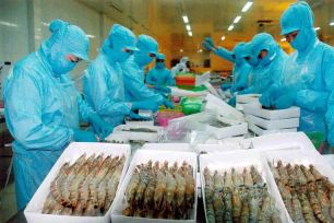 Xuất khẩu tôm tăng mạnh ở các thị trường lớn