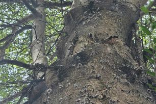 Sâu róm xuất hiện trong khu dân cư, cơ quan chức năng sẽ tiếp tục xử lý