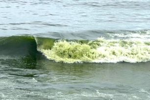 Nước biển phường Vũng Tàu có màu xanh lá là hiện tượng tự nhiên