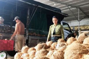 Phát triển bền vững vùng nguyên liệu dừa ĐBSCL