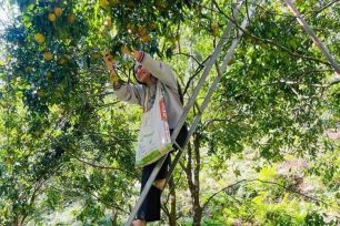 Người dân Bạch Thông phấn khởi khi được mùa quýt Bắc Kạn