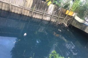 Tây Ninh: Kênh Mười Thế đen đặc, bốc mùi hôi thối