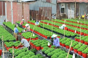 Hơn 1.000 giống hoa tại Festival Hoa - Kiểng Sa Đéc 2025 